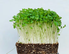 amaranth red microgreen seeds, organic, red garnet microgreens, gmo-free, indonesia, malaysia,