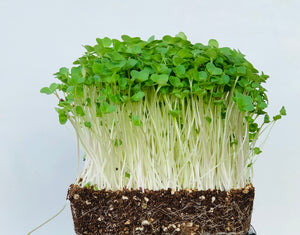 amaranth red microgreen seeds, organic, red garnet microgreens, gmo-free, indonesia, malaysia,