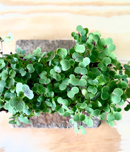 how to grow kale, singapore, curly kale, kale seeds, urban sproutz, farm delight, urban harvest singapore, confetti greens, microgreens for chefs, singapore, where to find microgreens singapore, 