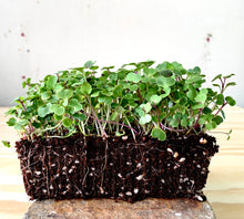 red microgreen kale, singapore, tuscan kale, everything green, red russian kale, kale microgreens, gmo free