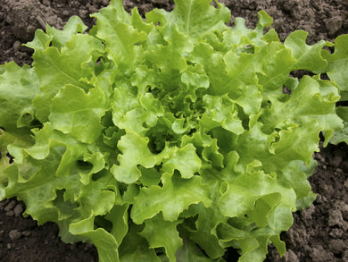 Salad Bowl Green Lettuce