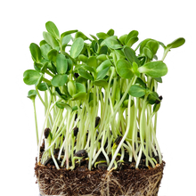 Sunflower Microgreens Seeds - Organic, GMO-free
