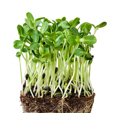 Sunflower Microgreens Seeds - Organic, GMO-free